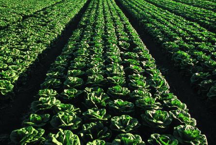 Romaine Lettuce