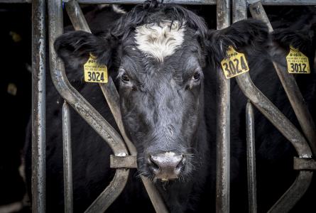 Dairy Cow USDA