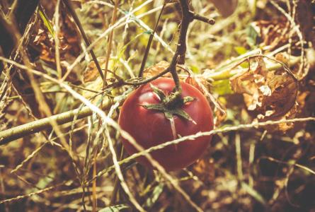 Tomato on vine