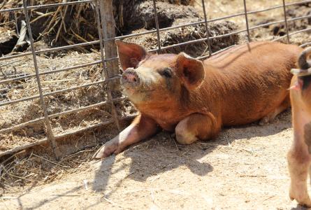 Hog bailout