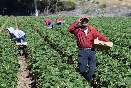 Farm Workers