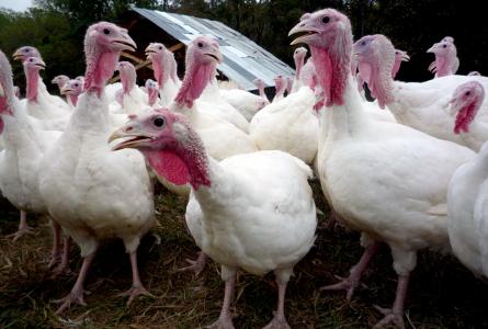 Turkeys