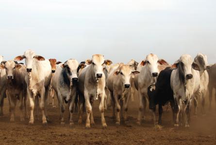 cows and dirt