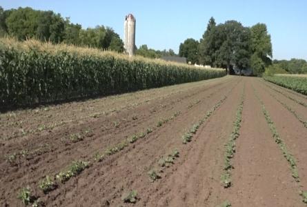 HAFA Farm