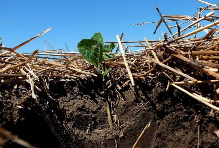 Soil and fertilizer