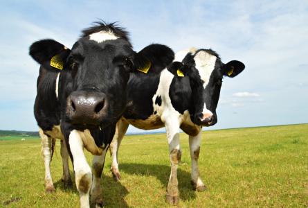 Dairy cows