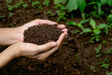 Healthy soil