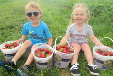kids strawberry picking