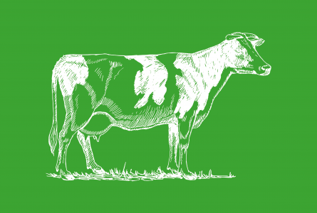 cow illustration