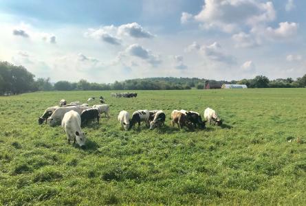 Cows grazing