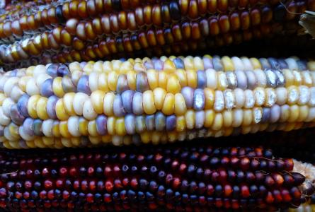 maize