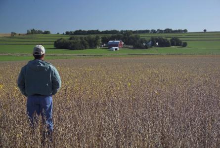 farmer in soy field looking at farm 