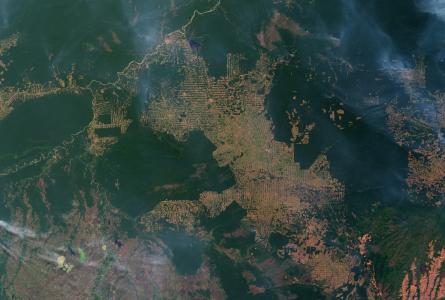 amazon rain forest destruction 
