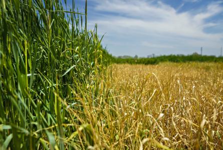 cover crop