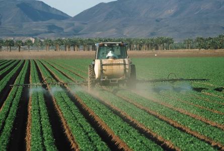 Spraying pesticides on lettuce