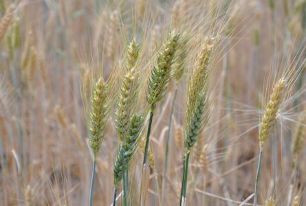 cover crops on dryland wheat 