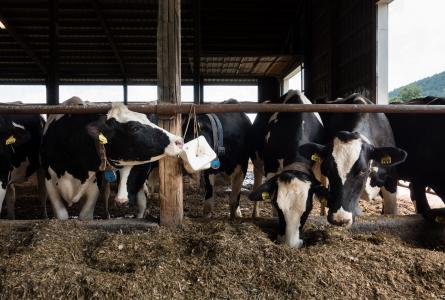 dairy farm CAFO