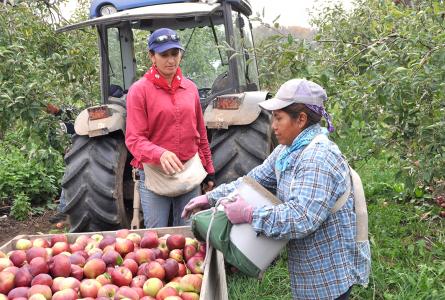 Picking apples