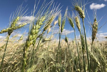 Wheat