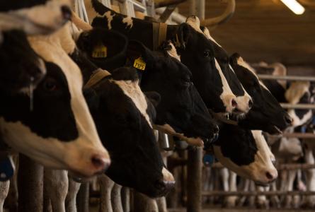 dairy farm in homer NY
