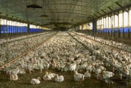 factory farmed chicken 