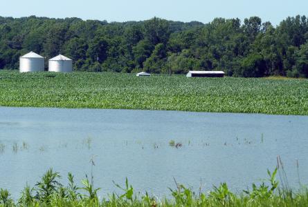 Flooded corn field 