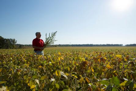Farmer looking ahead in soybean field 