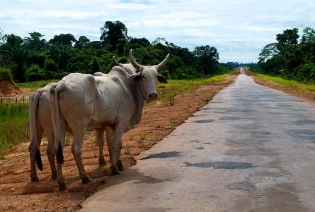 Industrial Livestock at a Crossroads 