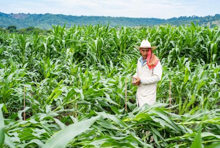 Field worker inspecting a maize field affected by lodging
