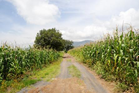 Cornfields in Puebla, Mexico 