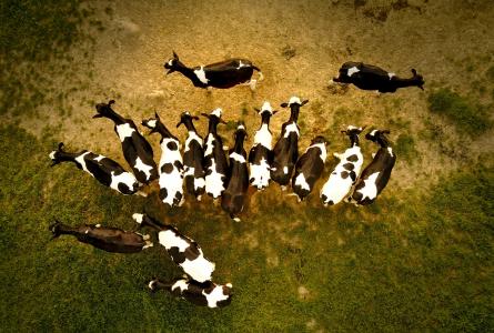 Cows on a field captured by a drone 
