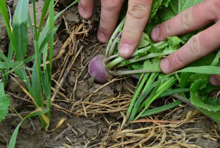 Cover Crops on Dryland Wheat? 