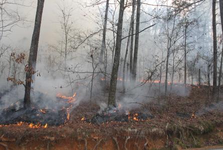surface forest fire burning carbon offsets
