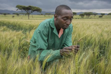 Farmer in Kenya examines wheat for disease 