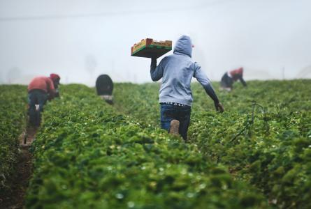 Field workers in a strawberry field 