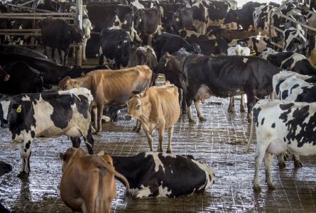 Cattle