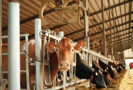 PFAS contamination of dairy 