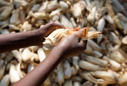 African food security 