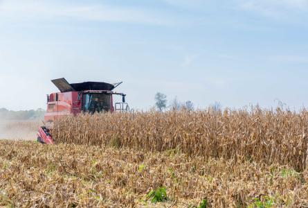 Tractor in corn field 