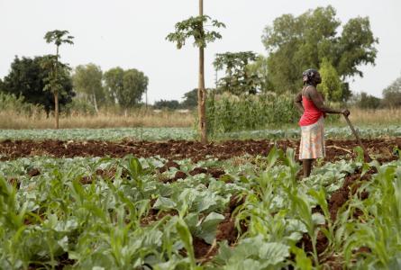 Farms in Massaca are irrigated by water from the reservoir