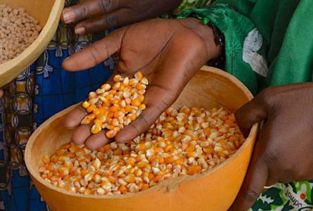 Farmer with seeds in West Africa