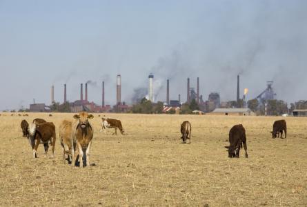 Cattle and climate change