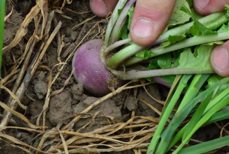 Farming picking radish