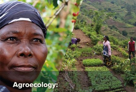 Agroecology policy brief cover image