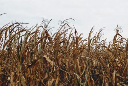 Corn field in Indiana 