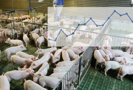 young hogs in confinement overlaid with graph of rising greenhouse gas emissions