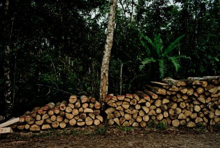 Deforestation in Equator 