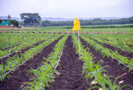 Maize plot using agroecology farming