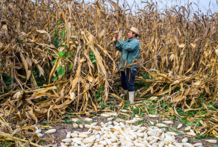  Farmer harvesting corn in Nuevo México, Chiapas.