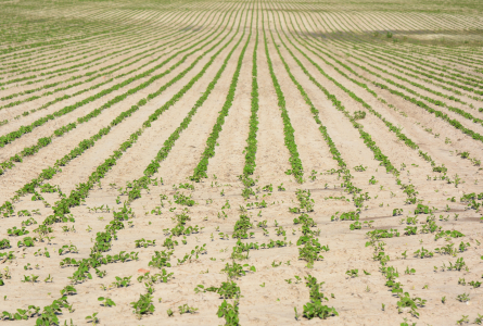 A struggling soy field during drought